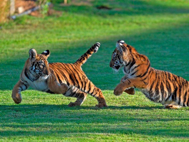Private Zoo